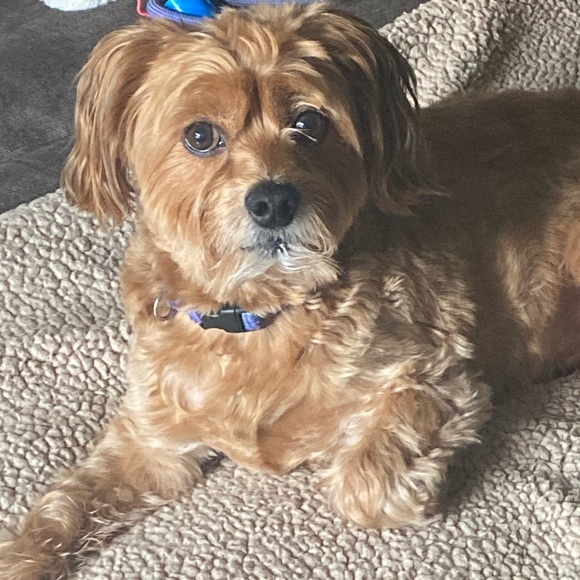 Profile Picture of Iris Barrios (@ibarrios609) on Poshmark