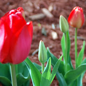 Profile Picture of Joyce Clark (@JoyceClark-j6w) on Youtube