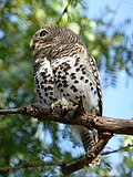 Profile Picture of African barred owleton Wikipedia