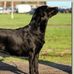Profile Picture of Alle Mennersker Hund (@allemennersker.hund) on Facebook