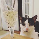 Profile Picture of Robin Kim (@panda_cola) on Instagram