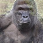 Profile Picture of Harambe Rip, Acc Ran By BB (@ripharambe2409) on Instagram