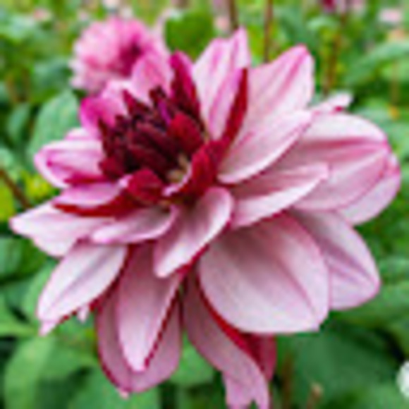 Profile Picture of R. l. Bowen (@rbbellingham) on Poshmark