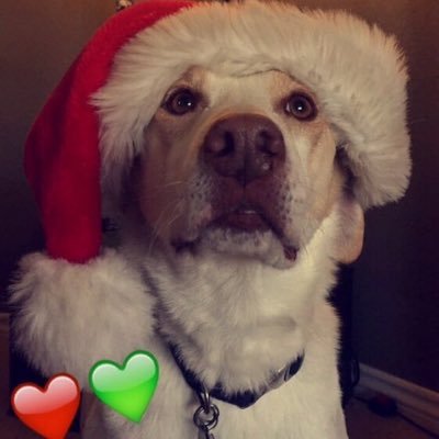 Profile Picture of Buddy The Wolf (@BuddyTheWolf1) on Twitter