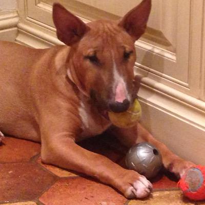 Cindy Bolt - Twitter Profile Picture of Cindy Bolt (@dashpapl) on Twitter