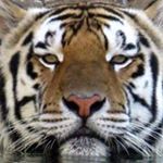 Profile Picture of Mandi thornton (@mandim1313) on Instagram