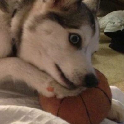 Profile Picture of Floyd's Ball (@SmilerArt) on Twitter