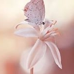 Profile Picture of Cheryl Zwicker (@zwickercheryl) on Instagram