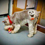 Profile Picture of Tamara Hollingsworth (@petbeautyparlor) on Instagram