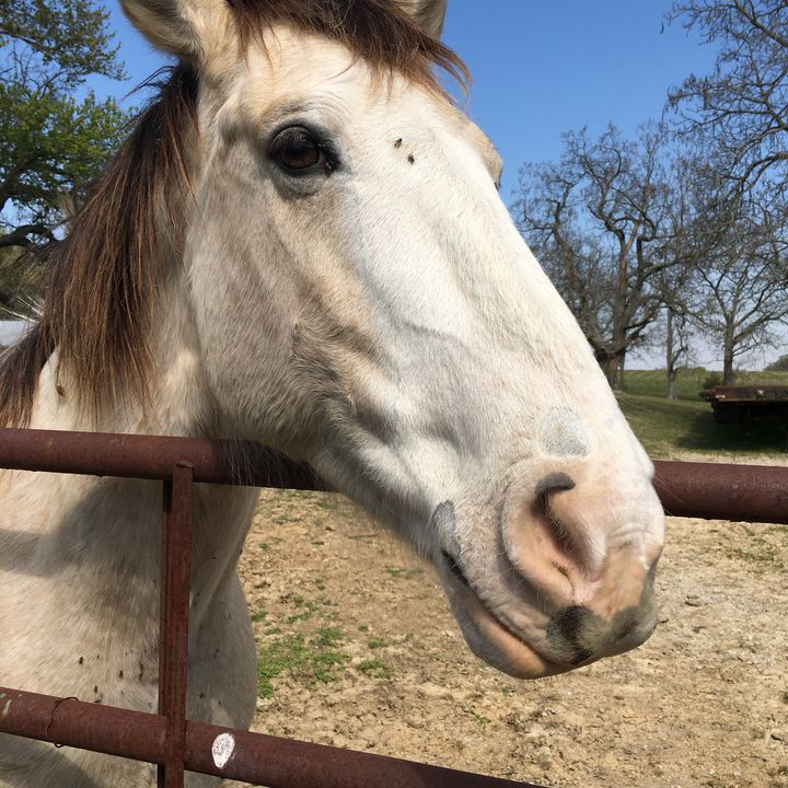 Profile Picture of Kimber Mckibben (@horsesdogs2010) on Tiktok