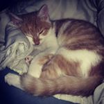Profile Picture of Lukas & Erik & die Katzen (@lukasflori) on Instagram
