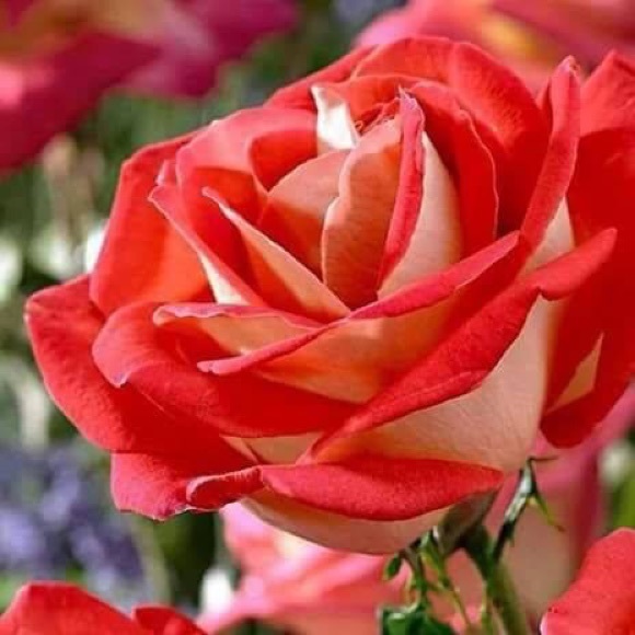 Profile Picture of Bibi Hafez (@jenyuv) on Poshmark