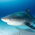 Profile Picture of Alexander Luoba (@Alexander-Luoba) on Facebook