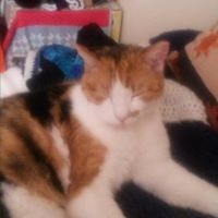 Profile Picture of Nancy A Boylan (@nancy-a-boylan) on Quora