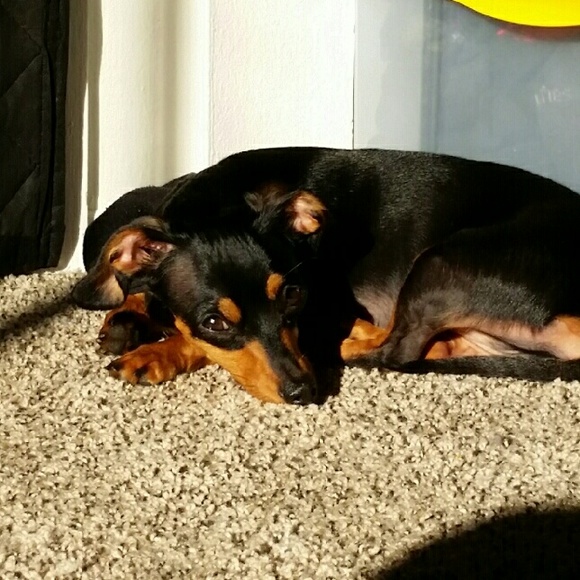 Profile Picture of Chrystyl Zwink (@zwink) on Poshmark