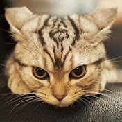 Profile Picture of Teddy Liu (@teddyliu8312) on Youtube