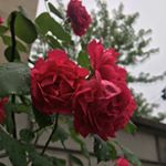 Profile Picture of gavin weaver (@gavinjweaver) on Instagram