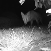 Profile Picture of David Gubbins (@davidgubbins2564) on Youtube