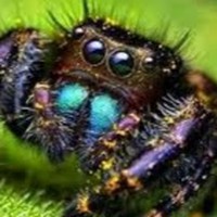 Profile Picture of Elvis Tavarez (@elvis-tavarez) on Quora