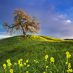 Profile Picture of Rajesh Subramanian (@viper 78) on Flickr