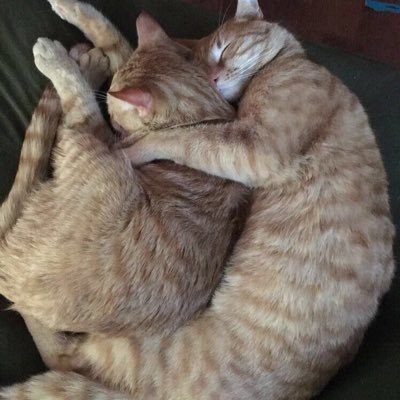 Profile Picture of Nova, Leo, & Cesar Salad 🥰 (@the3muscateerss) on Twitter