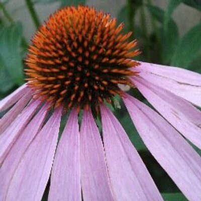 Profile Picture of Jackie McConnellon Twitter