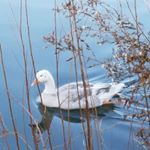 Profile Picture of roberta diamond (@diamondroberta2) on Instagram