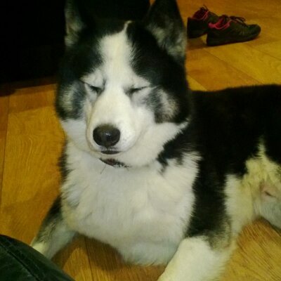 Profile Picture of Robert Halpin (@HalpinRobert) on Twitter