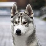 Profile Picture of Джастин 🐺 (@husky_justin) on Instagram