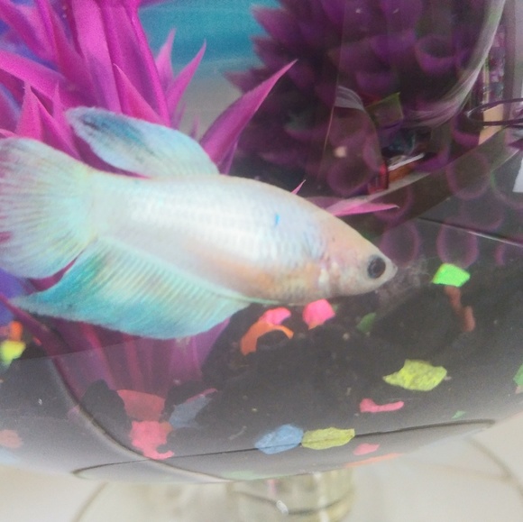 Profile Picture of Cyndee Brazanskas (@cyndeejean1970) on Poshmark