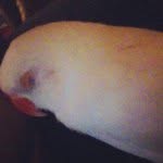 Profile Picture of Harmony (@perry_harmony) on Instagram