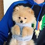 Turtle Williams - Instagram Profile Picture of Turtle Williams (@lokey_paul_edits) on Instagram