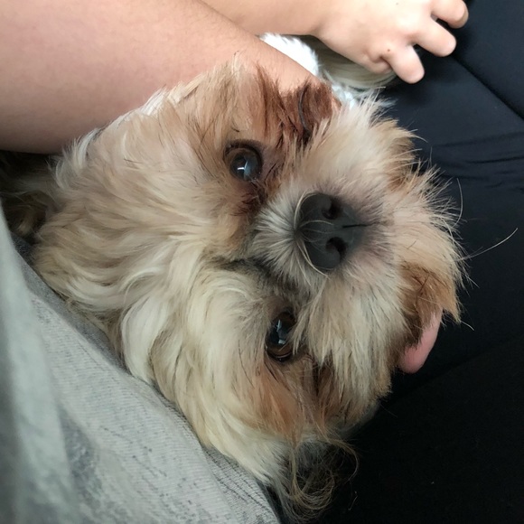 Profile Picture of Alexis Ehlinger (@ehlinger19) on Poshmark