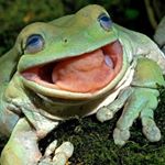 Profile Picture of Tobias Fields (@tobiasisafrog) on Instagram