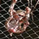 Profile Picture of Juan Rodolfo Donis Peter (@fofillo) on Flickr