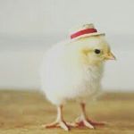 Profile Picture of Aaron Mauldin (@aaron_chicken) on Instagram