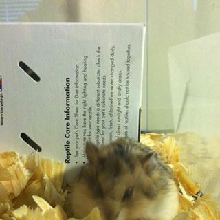 Profile Picture of Kammy Randall Smith (Hamsterr) (@kammy.r.smith) on Facebook