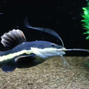 Profile Picture of Nathan Gustafson (@nathangustafson6368) on Youtube