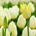 Profile Picture of Bindhu Mathew (@bmathewkochi) on Pinterest