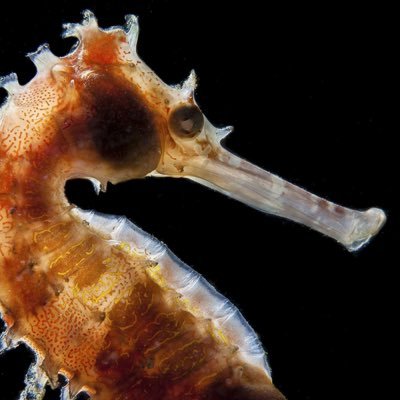 Bonzo86 - Twitter Profile Picture of Bonzo86 (@daniel_fanelli) on Twitter