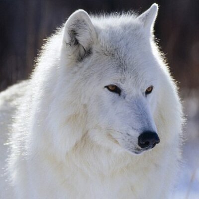 Profile Picture of Brennan Wolfe (@wolfee1994) on Twitter