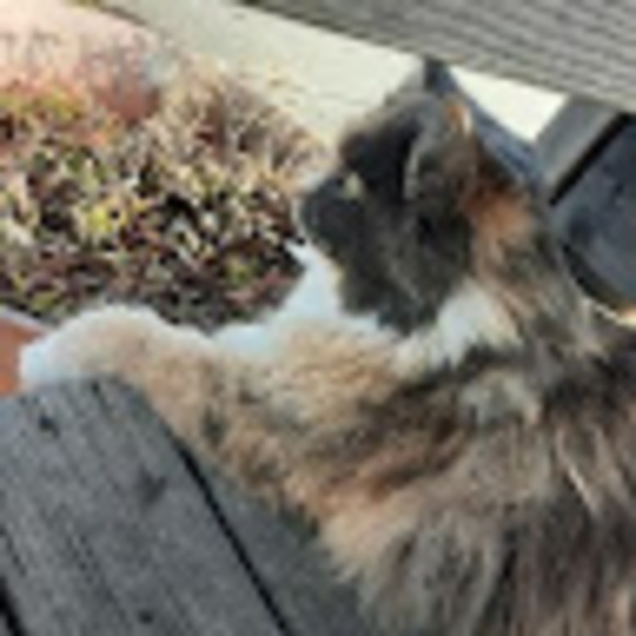 Profile Picture of Bubba Bearcat (@wabnume) on Poshmark