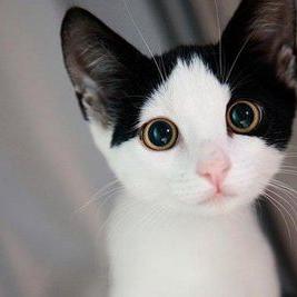 Profile Picture of Haleigh Fredericks (@steelbladereve) on Twitter