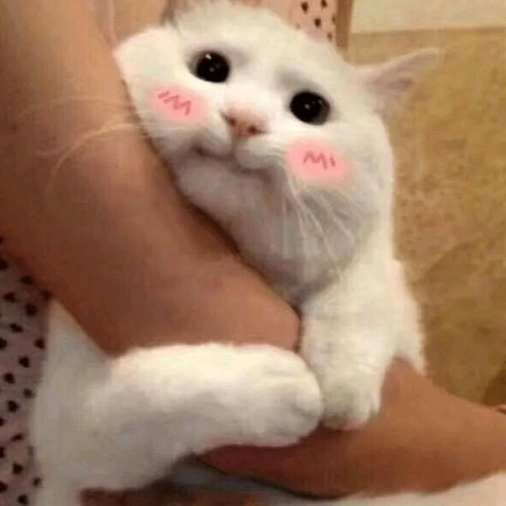 Profile Picture of Rudolph (@ifurbis) on Tiktok