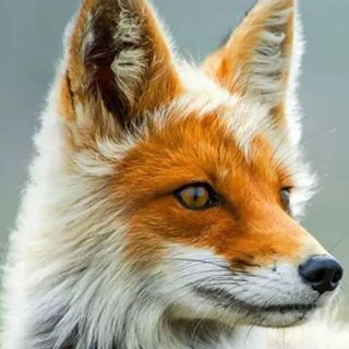 Profile Picture of Kirby Fox (@kirby.fox.7564) on Facebook