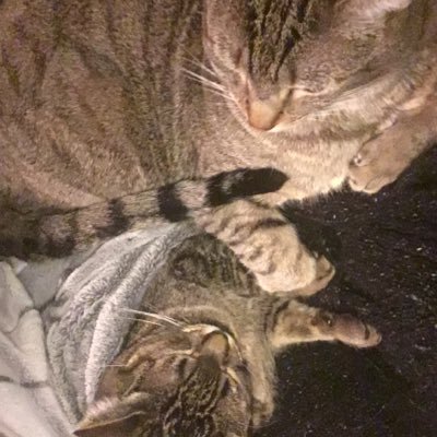 Profile Picture of Jessika Hobbs (@jessi_kitty3) on Twitter