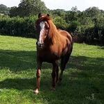 Profile Picture of Michelle Conroy (@michellesideasandcreations) on Instagram