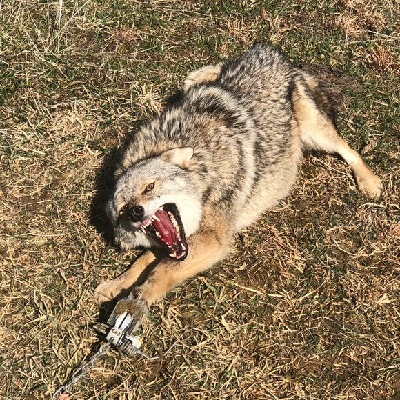 Profile Picture of Adam Frost (@frosty425) on Poshmark