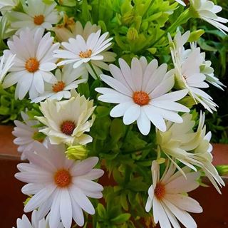 Profile Picture of Xana Alesgerzadeh (@xana.alesgerzadeh) on Facebook