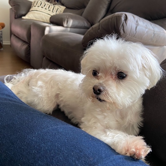 Profile Picture of Nicholas Abella (@xabella321) on Poshmark